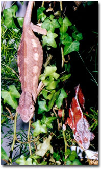 Sherbert & Pumpernickle